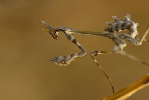 Free Stock Photo of macro life