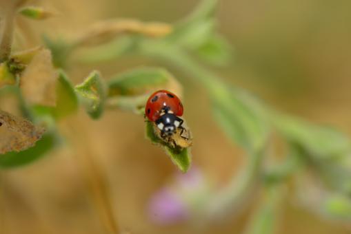 Free Stock Photo of Macro Ladybug