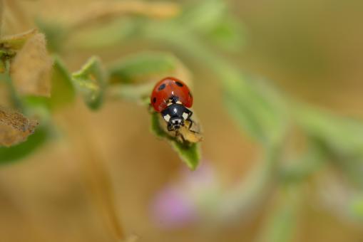 Free Stock Photo of Macro ladybug