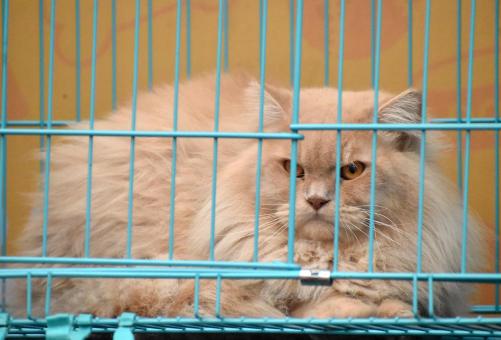 Free Stock Photo of Cat fest picture