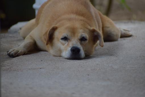 Free Stock Photo of Cute dog is resting on the concrete ground 