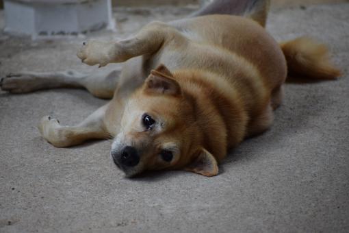 Free Stock Photo of My puppy dog is innocently looking at me 