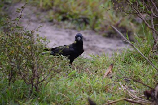 Free Stock Photo of Hidden crow on the wet grass land