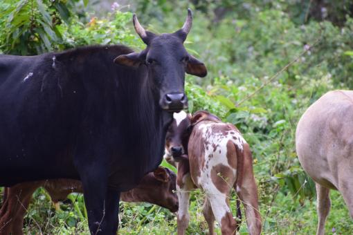 Free Stock Photo of Closeup view of black cow 
