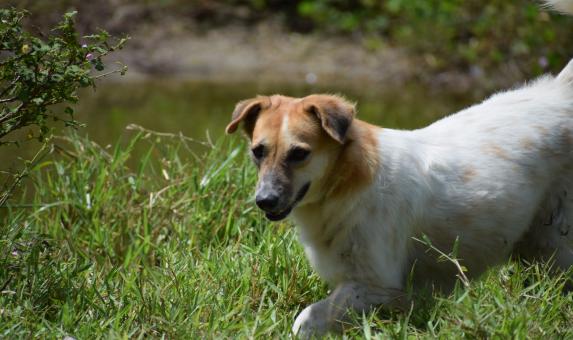 Free Stock Photo of Closeup view of beautiful pet dog