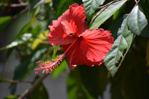 Free Stock Photo of Closeup view of red hibiscus flower