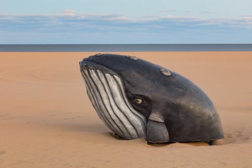 Free Stock Photo of Ocean City Sand Whale