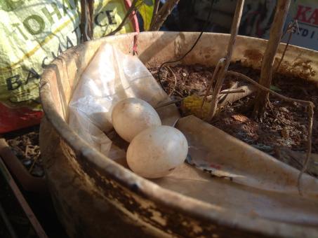 Free Stock Photo of Pigeon eggs