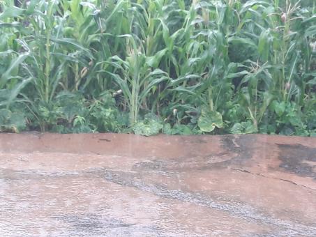 Free Stock Photo of Corn and indigenous vegetable farm