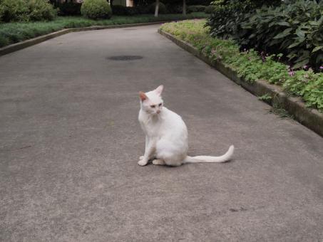 Free Stock Photo of White Cat