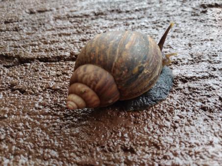 Free Stock Photo of Snail 