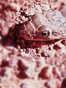 Free Stock Photo of Snake Close up