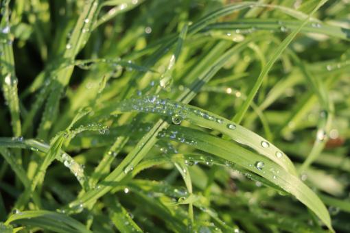 Free Stock Photo of Water drops 