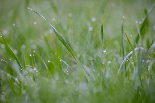 Free Stock Photo of Grass Dew Photo