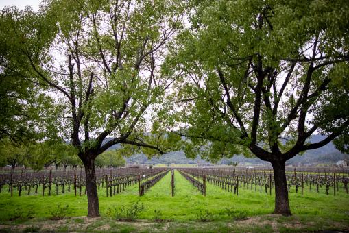 Free Stock Photo of Wine Vineyard Photo