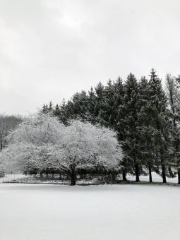 Free Stock Photo of Snow Tree Photo
