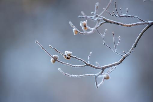 Free Stock Photo of Ice Nature Photo