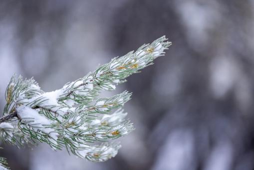 Free Stock Photo of Winter Background Photo