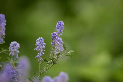 Free Stock Photo of Purple Flowers Photo
