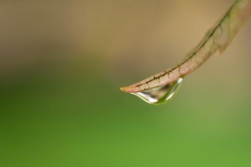 Free Stock Photo of Dew Drops Photo