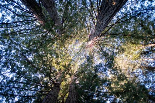 Free Stock Photo of Looking Up Photo
