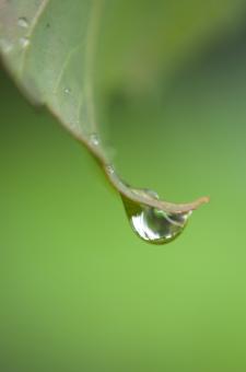 Free Stock Photo of Dew Drops Photo