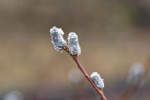 Free Stock Photo of Pussy Willow