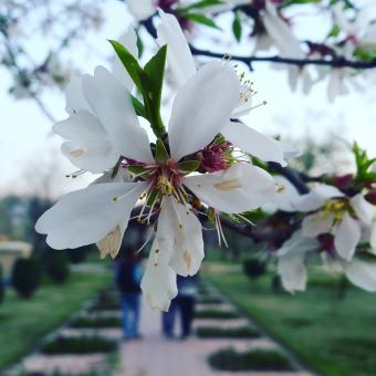 Free Stock Photo of Almond tree blossoming
