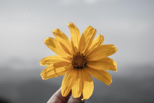 Free Stock Photo of Delightful yellow flower