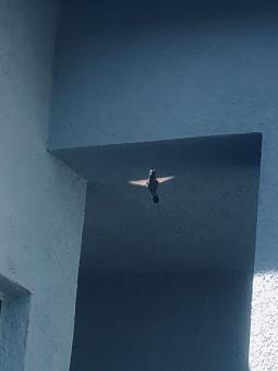 Free Stock Photo of Hummingbird 