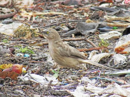 Free Stock Photo of large grey babbler