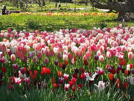 Free Stock Photo of Flowers, garden, beauty