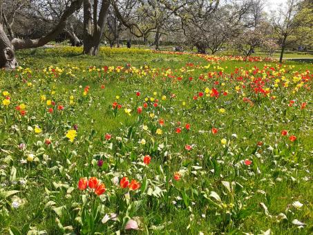 Free Stock Photo of Flowers, garden, beauty