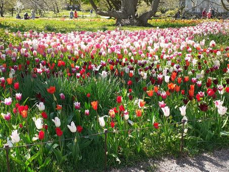 Free Stock Photo of Flowers, garden, beauty