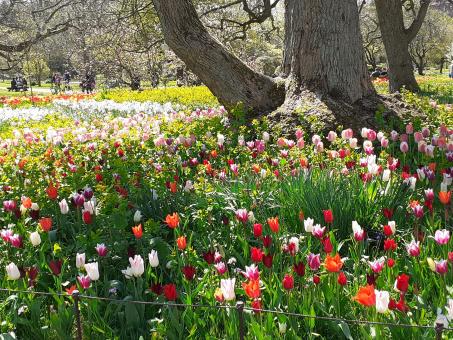 Free Stock Photo of Flowers, garden, beauty