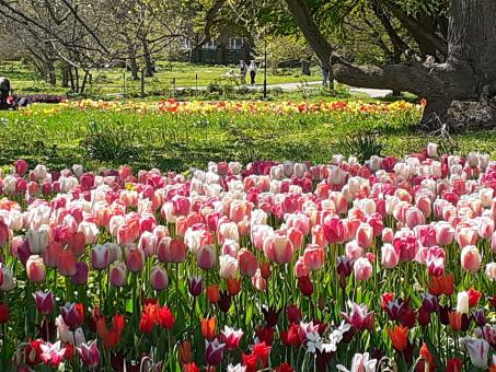 Free Stock Photo of Flowers, garden, beauty