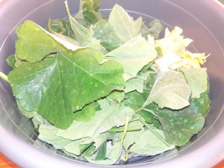 Free Stock Photo of Vegetable Thanga leaves