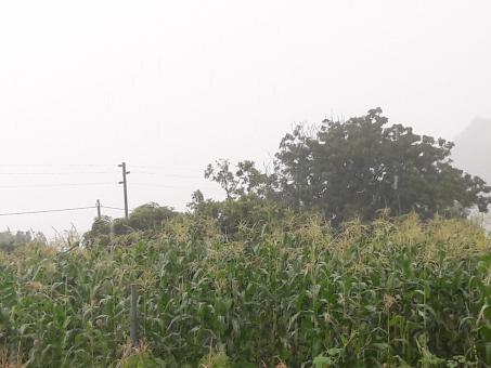 Free Stock Photo of Corn farm