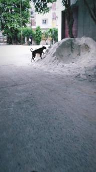 Free Stock Photo of Street dog