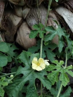 Free Stock Photo of Bitter gourd's flower