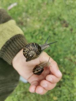 Free Stock Photo of Snails on a child's hand