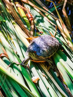 Free Stock Photo of Sly turtle