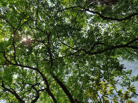Free Stock Photo of Tree for life