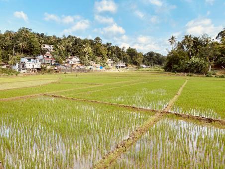 Free Stock Photo of Road side paddy field with nice nature view