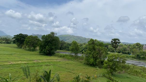 Free Stock Photo of Lake view with paddy field