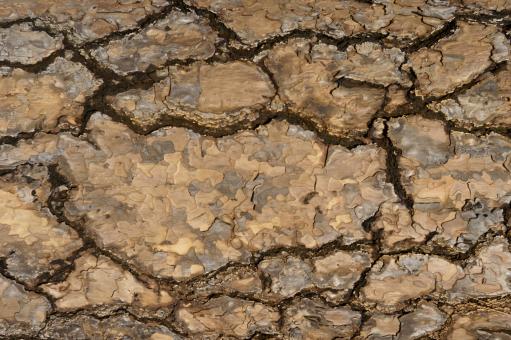 Free Stock Photo of Gnarly Bark