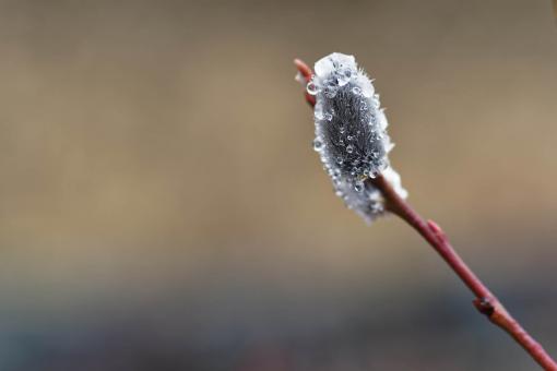 Free Stock Photo of Pussy willow with water droplets