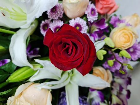 Free Stock Photo of Red rose