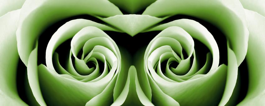 Free Stock Photo of Reptilian Rose
