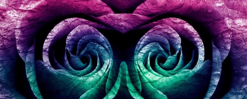 Free Stock Photo of Chameleon Rose